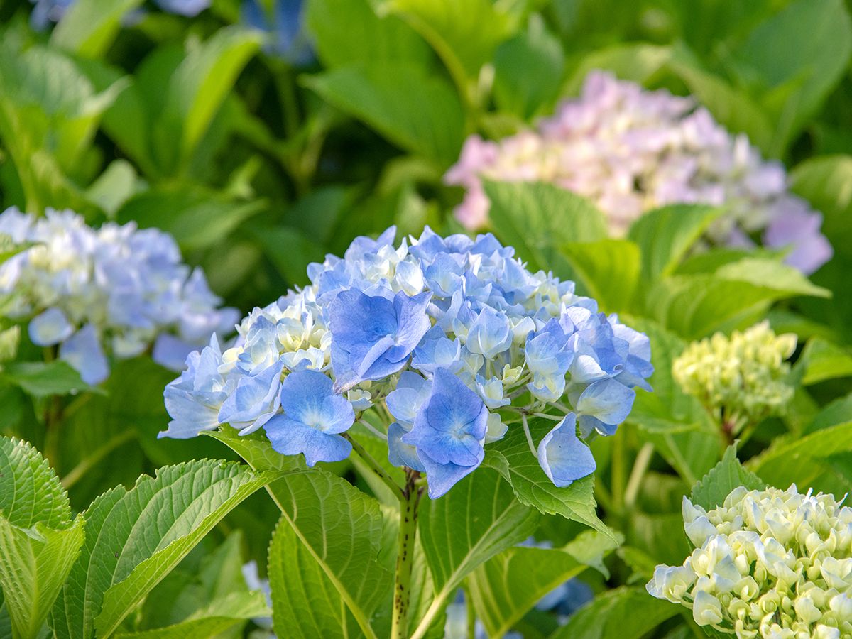 Gartenhortensie Belle Seduction®