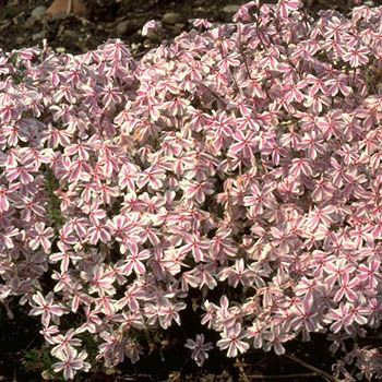 Teppichphlox Candy Stripes