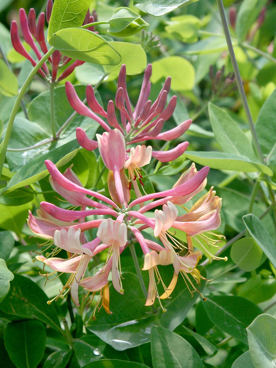 Geissblatt Goldflame Geissblatt Goldflame