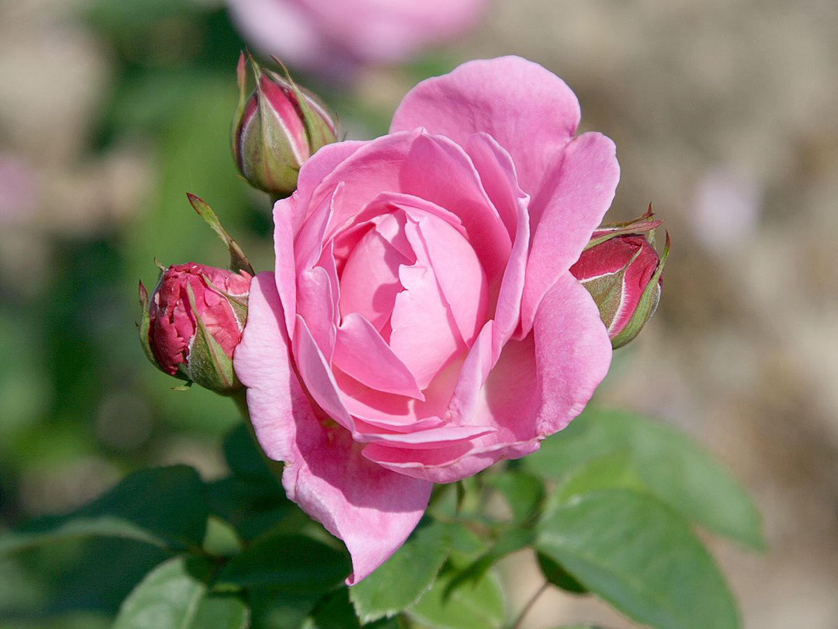 Mary Rose® Romantische Rose (Englische Rose, starker Duft)