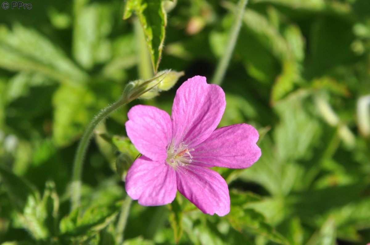 Pyrenäenstorchschnabel Wargrave Pink