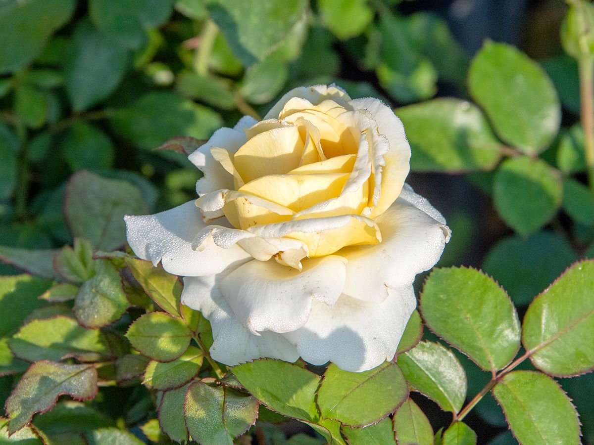 Ambiente® Edelrose (Teehybride, anspruchslos, leichter Duft)