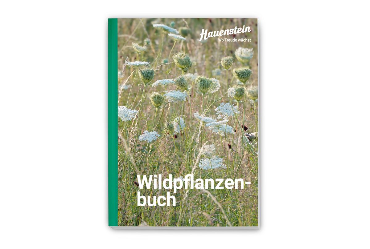 Fachbuch Wildpflanzen Hauenstein