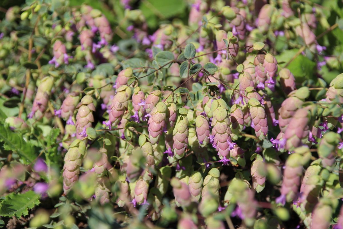 Hopfenoregano Amthyst Falls