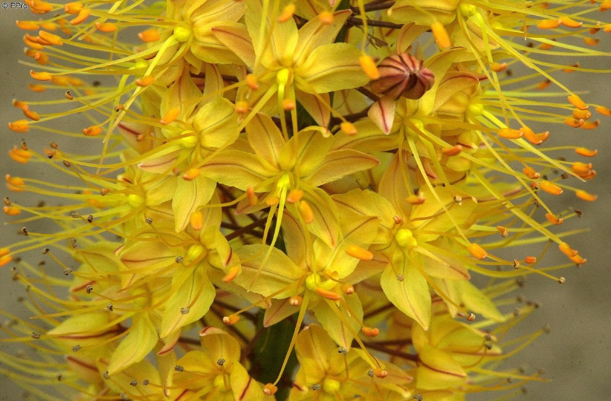 Steppenkerze, Lilienschweif Shelford Hybrids