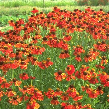 Sonnenbraut Moerheim Beauty