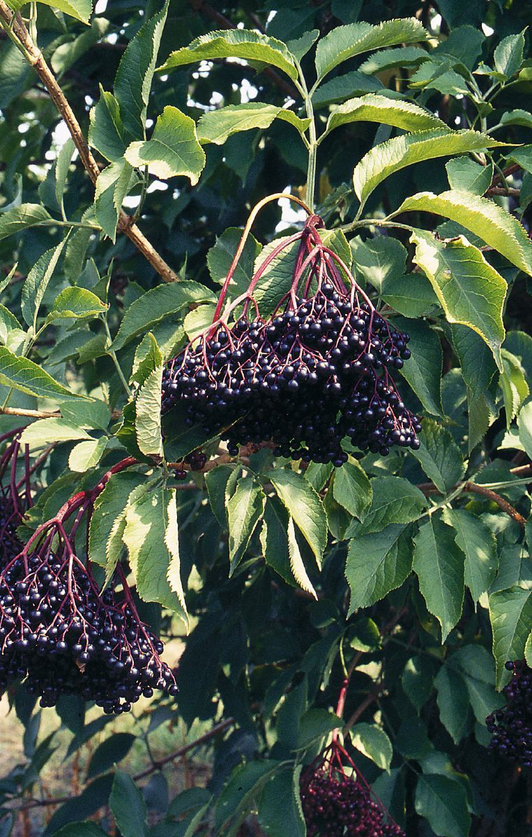 Schwarzer Holunder Haschberg