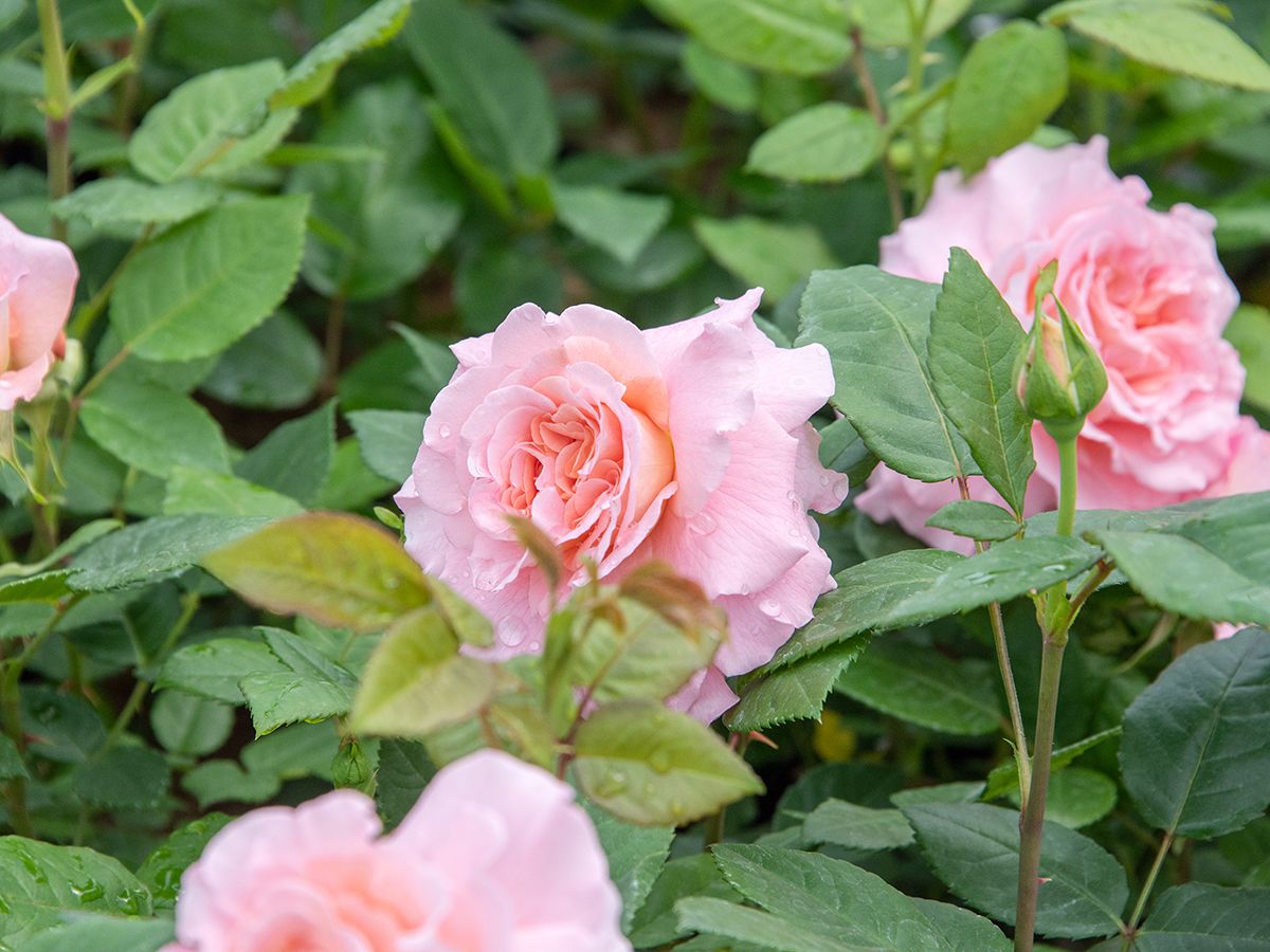 Augusta Luise® Edelrose (Teehybride, anspruchslos, sehr starker Duft)