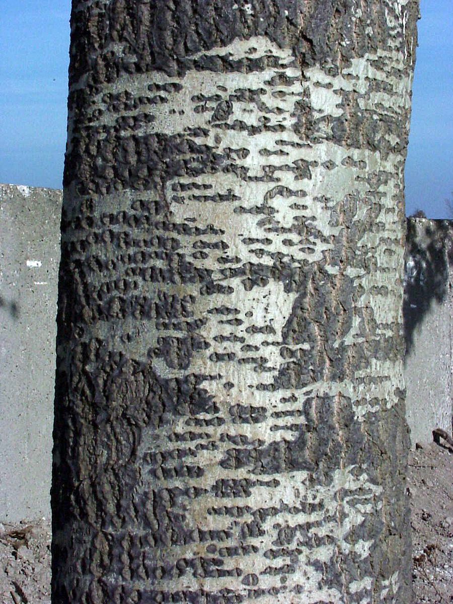 Zitterpappel, Espe Zitterpappel, Espe