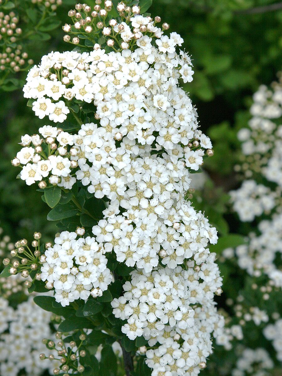 Spierstrauch June Bride