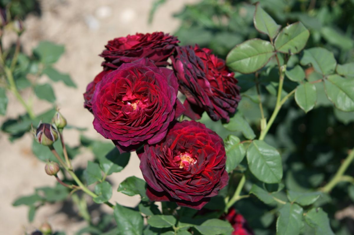 Gräfin von Hardenberg® Romantische Rose (Strauchrose, sehr starker Duft) Gräfin von Hardenberg® Romantische Rose (Strauchrose, sehr starker Duft)