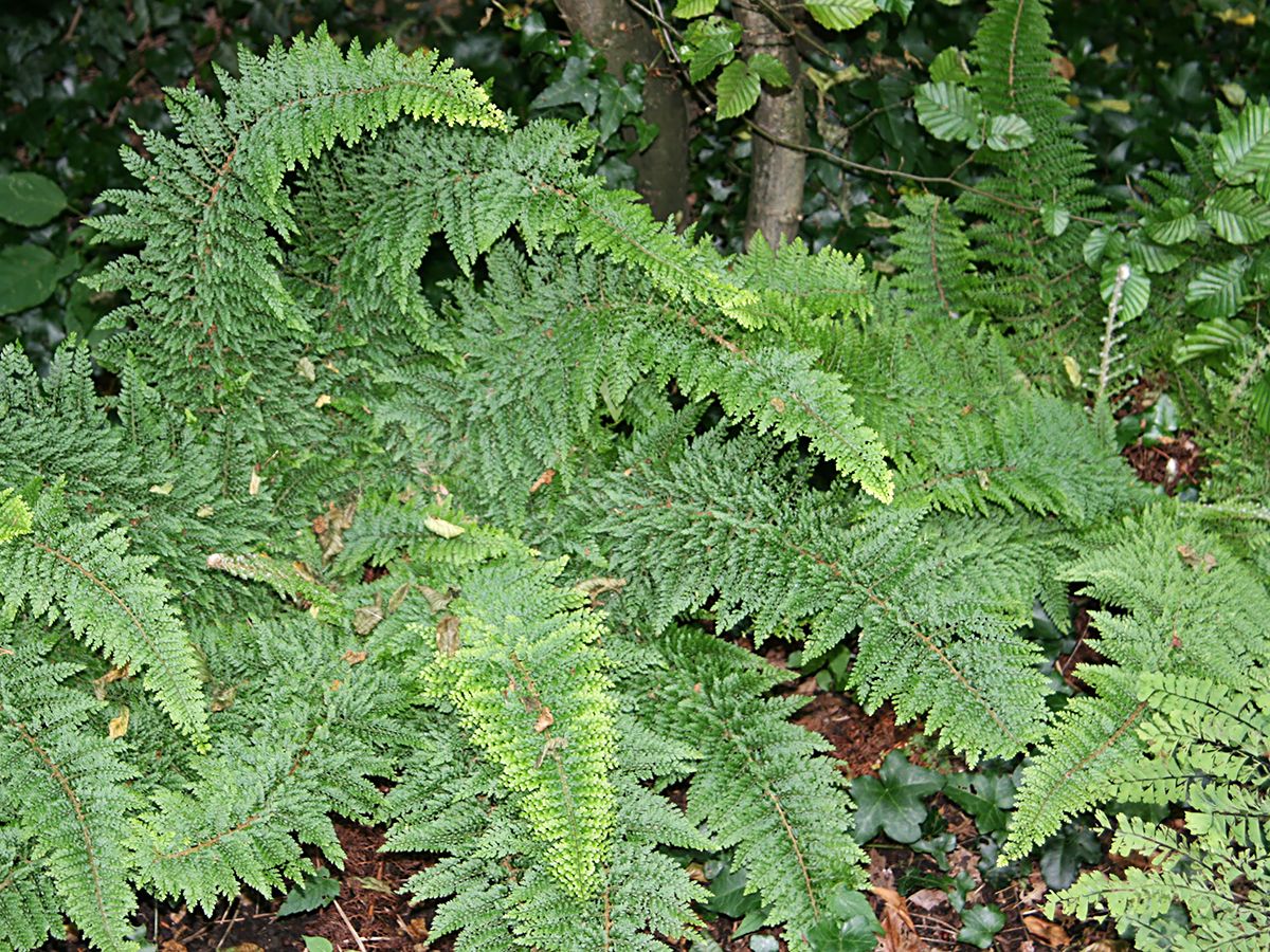 Flaumfederschildfarn Plumoso-densum Flaumfederschildfarn Plumoso-densum