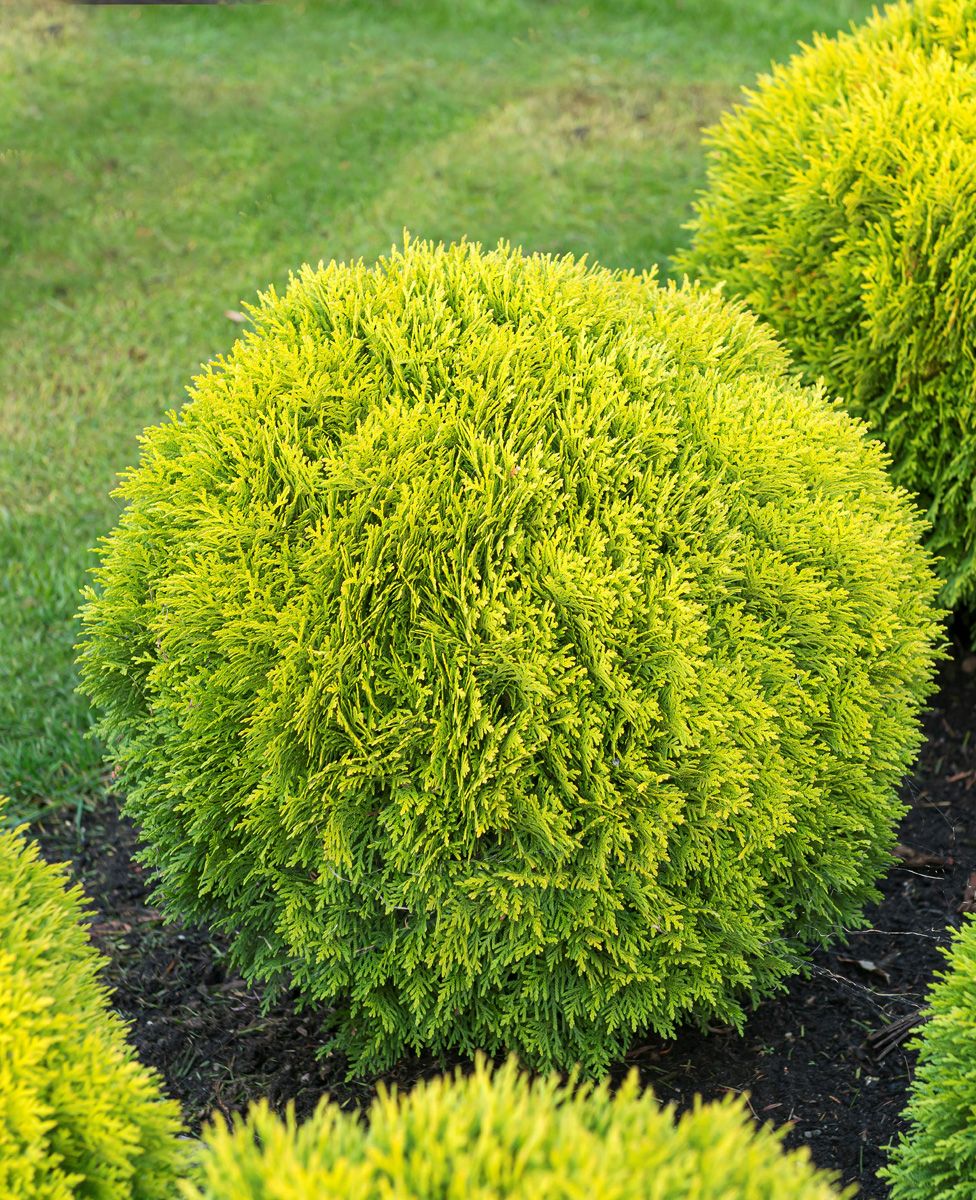 Goldkugeldlebensbaum Mirjam Goldkugeldlebensbaum Mirjam