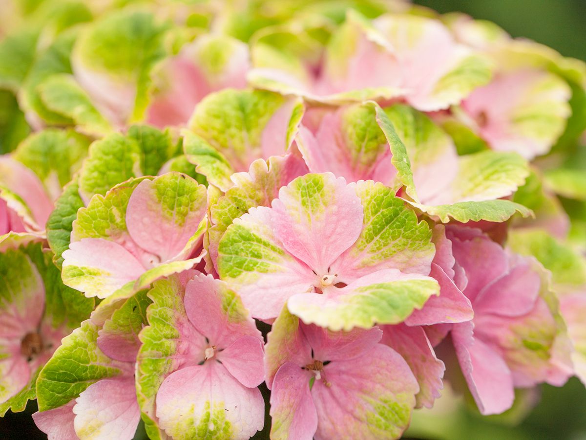 Gartenhortensie Magical Amethyst® Gartenhortensie Magical Amethyst®