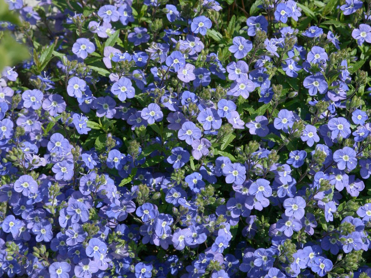 Ehrenpreis Georgia Blue