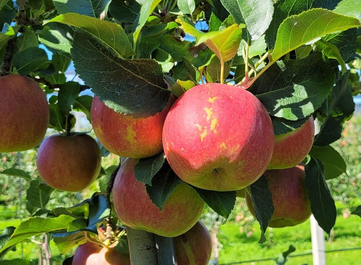 Bio-Apfel Rustica(S)