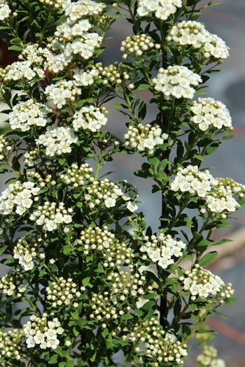 Spierstrauch Flächenfüller