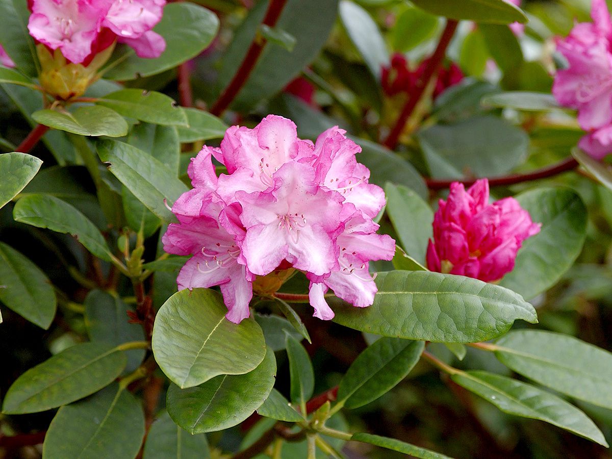 Rhododendron Blurettia