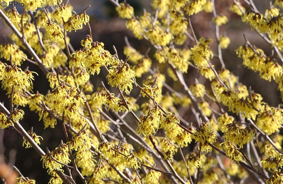 Zaubernuss Arnold Promise Zaubernuss Arnold Promise