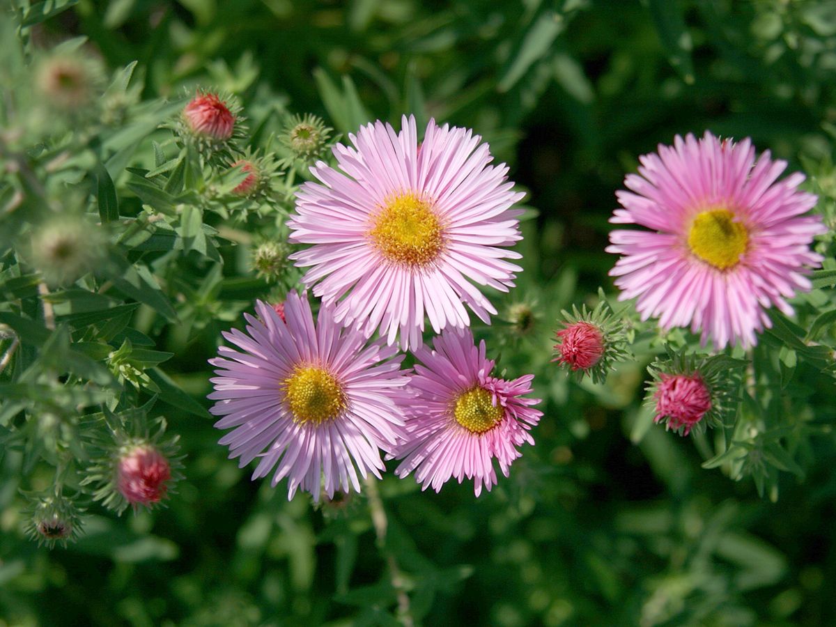 Raublattaster Harringtons Pink