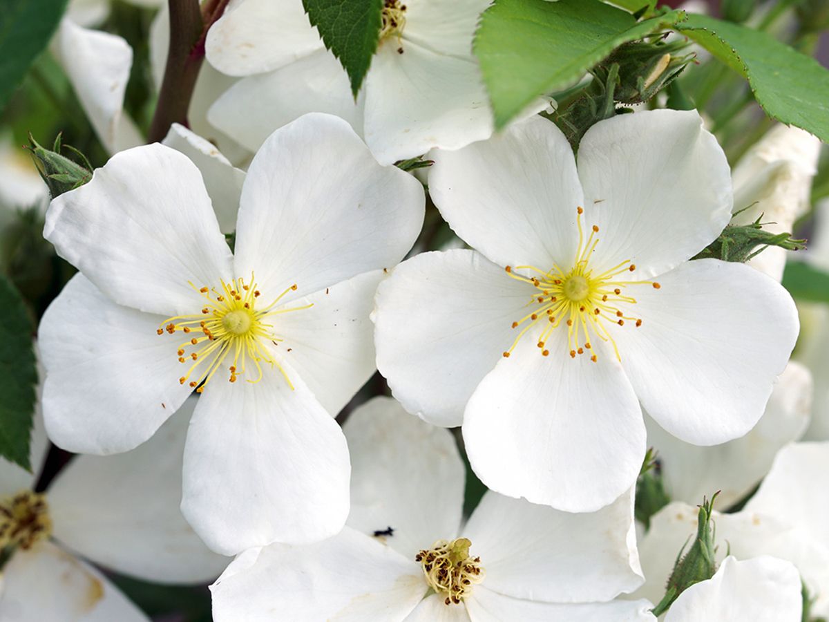 Musquée sans soucis Strauchrose