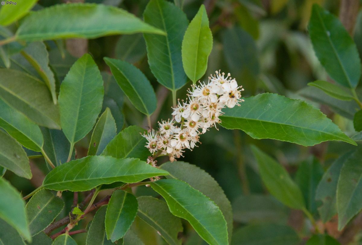 Portugiesische Lorbeerkirsche Angustifolia Portugiesische Lorbeerkirsche Angustifolia