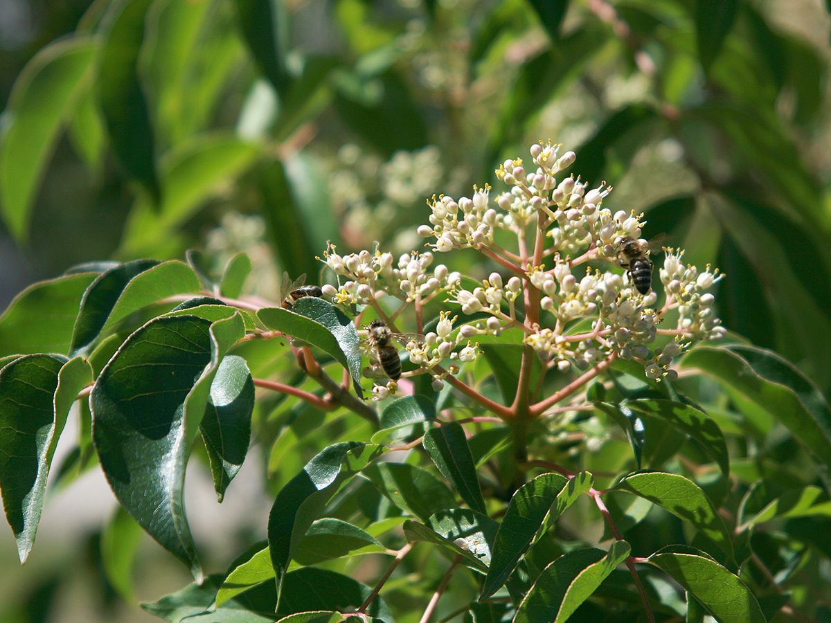 Bienenbaum, Stinkesche Bienenbaum, Stinkesche