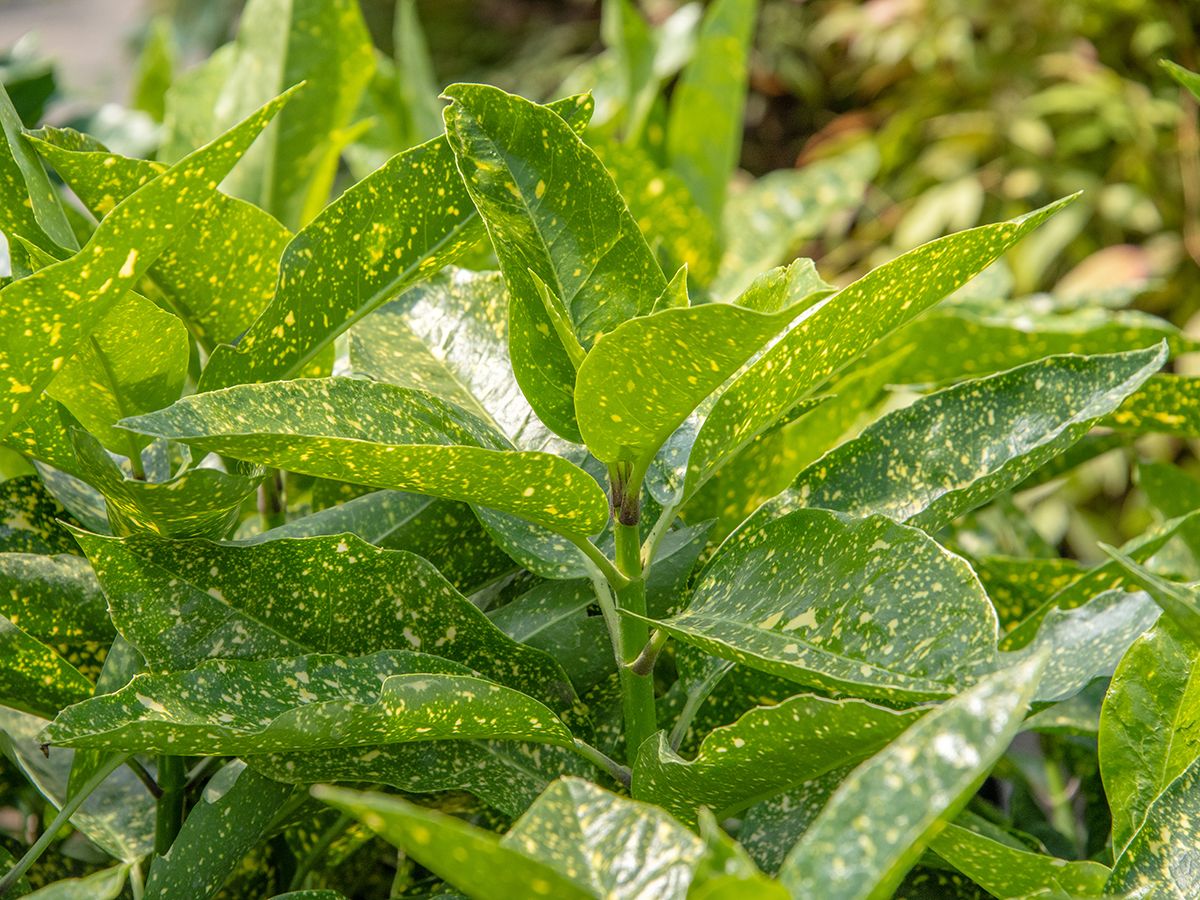 Gelbbunte Aukube Variegata