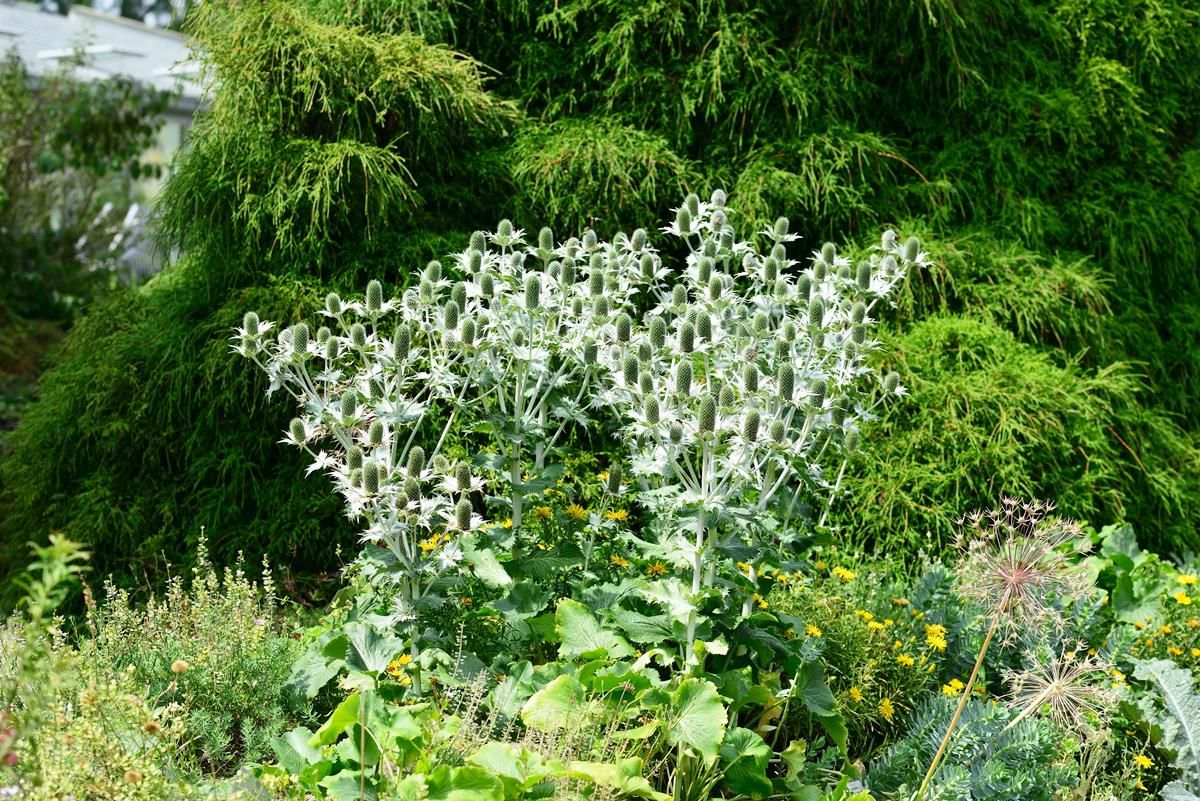 Riesenmannstreu Riesenmannstreu