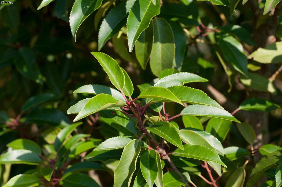 Portugiesische Lorbeerkirsche Angustifolia Portugiesische Lorbeerkirsche Angustifolia