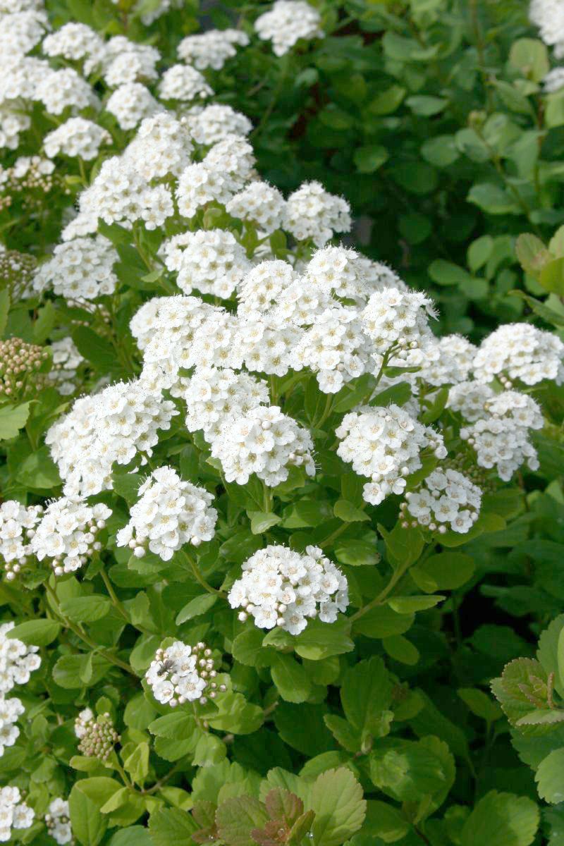 Birkenblättrige Spiere Tor Birkenblättrige Spiere Tor