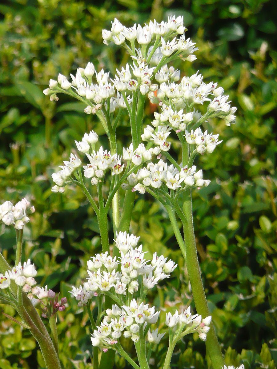 Ahornblatt Karasuba