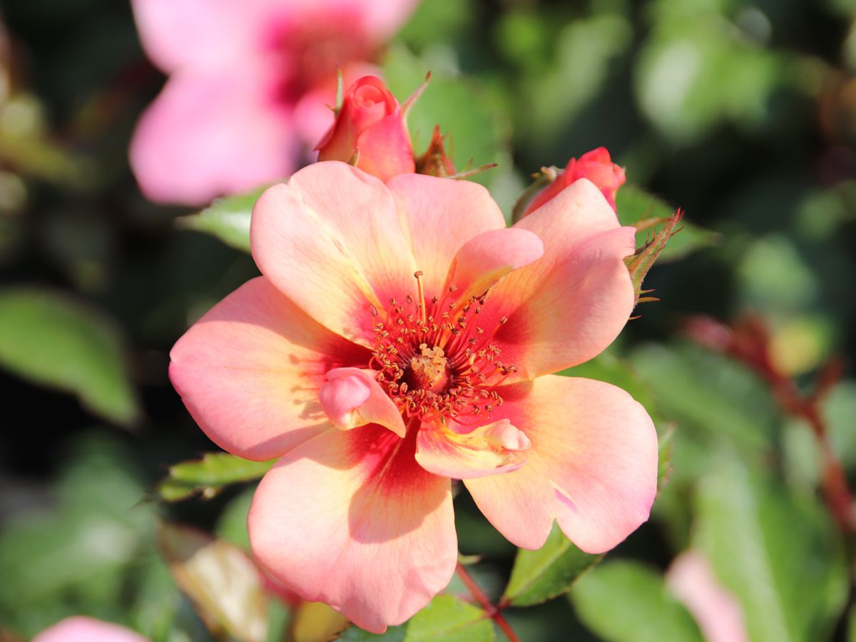 Jojo® Peach, Beetrose