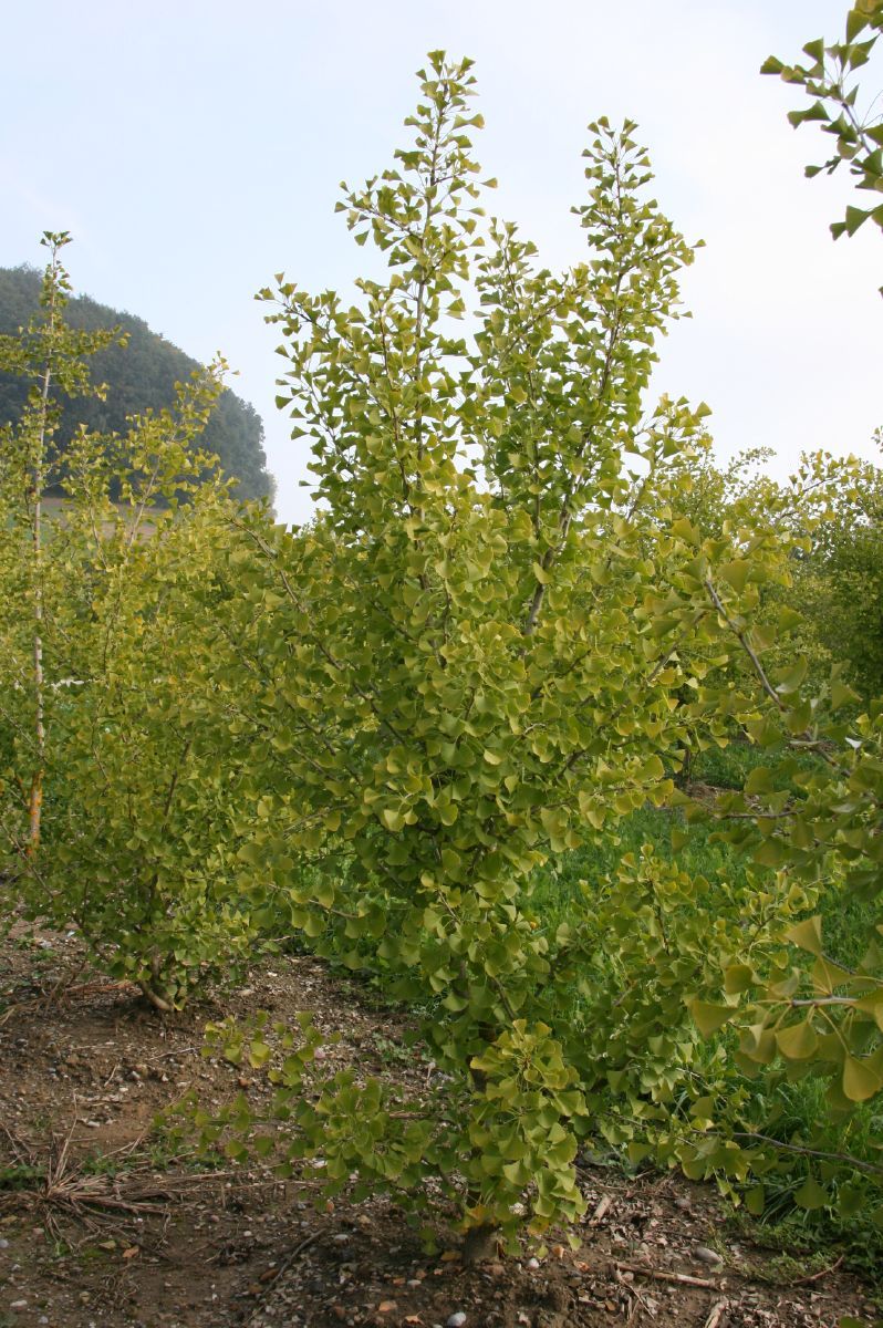 Ginkgo Tit Ginkgo Tit
