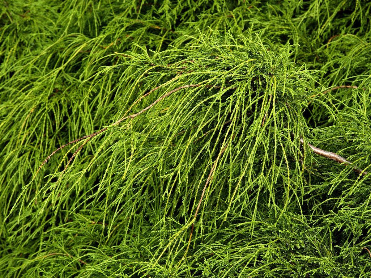Zwergfadenzypresse Filifera Nana Zwergfadenzypresse Filifera Nana