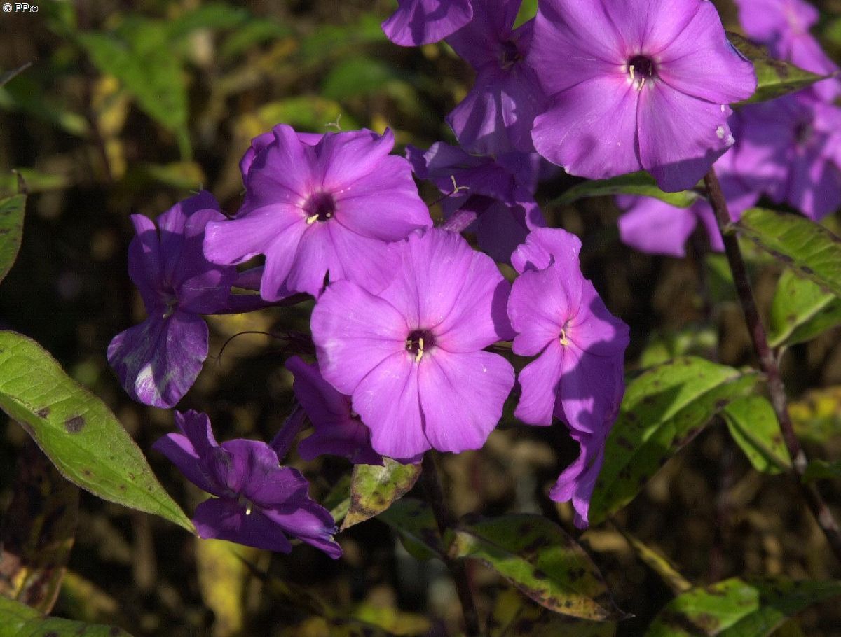 Flammenblume Amethyst Flammenblume Amethyst