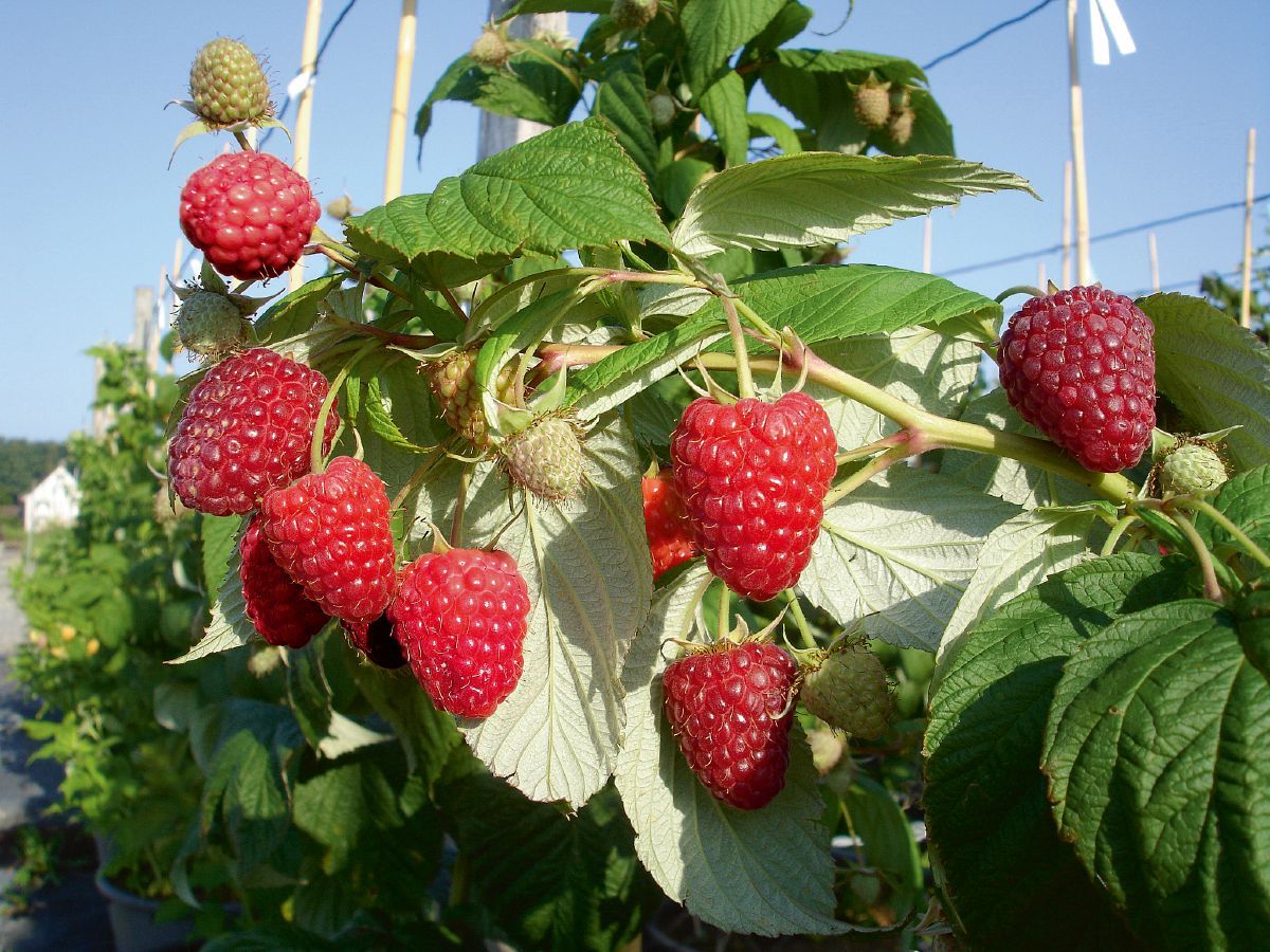 Rubyfall(S) Herbsthimbeere Rubyfall(S) Herbsthimbeere