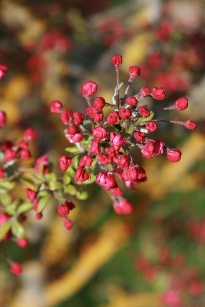 Zierapfel Coralburst® (Coralcole) Coralburst® (Coralcole)