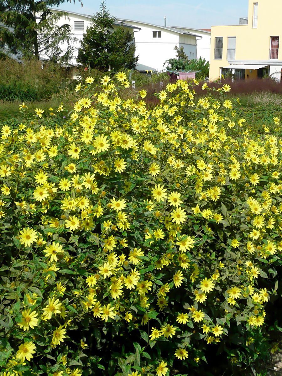 Sonnenblume Lemon Queen Sonnenblume Lemon Queen