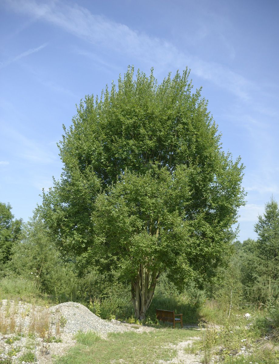 Salweide