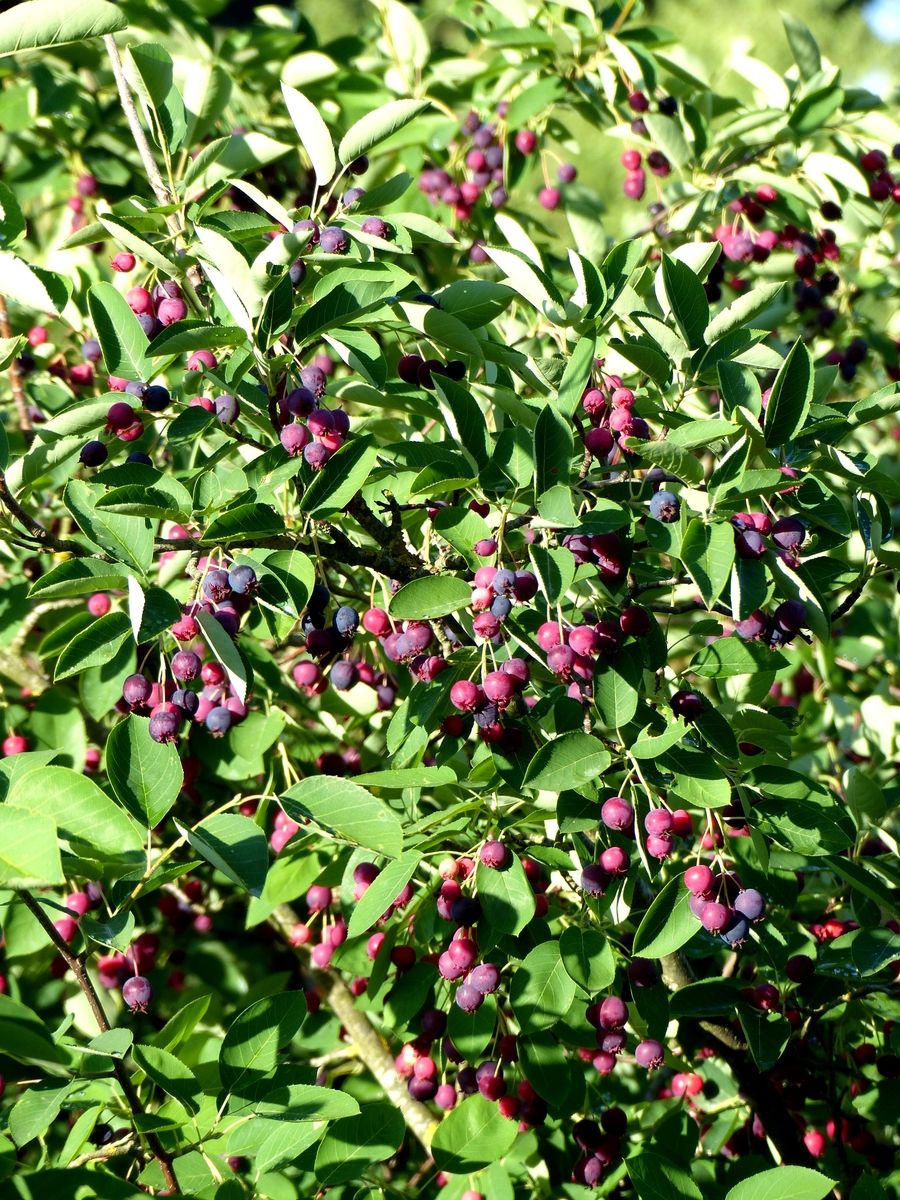 Kupferfelsenbirne