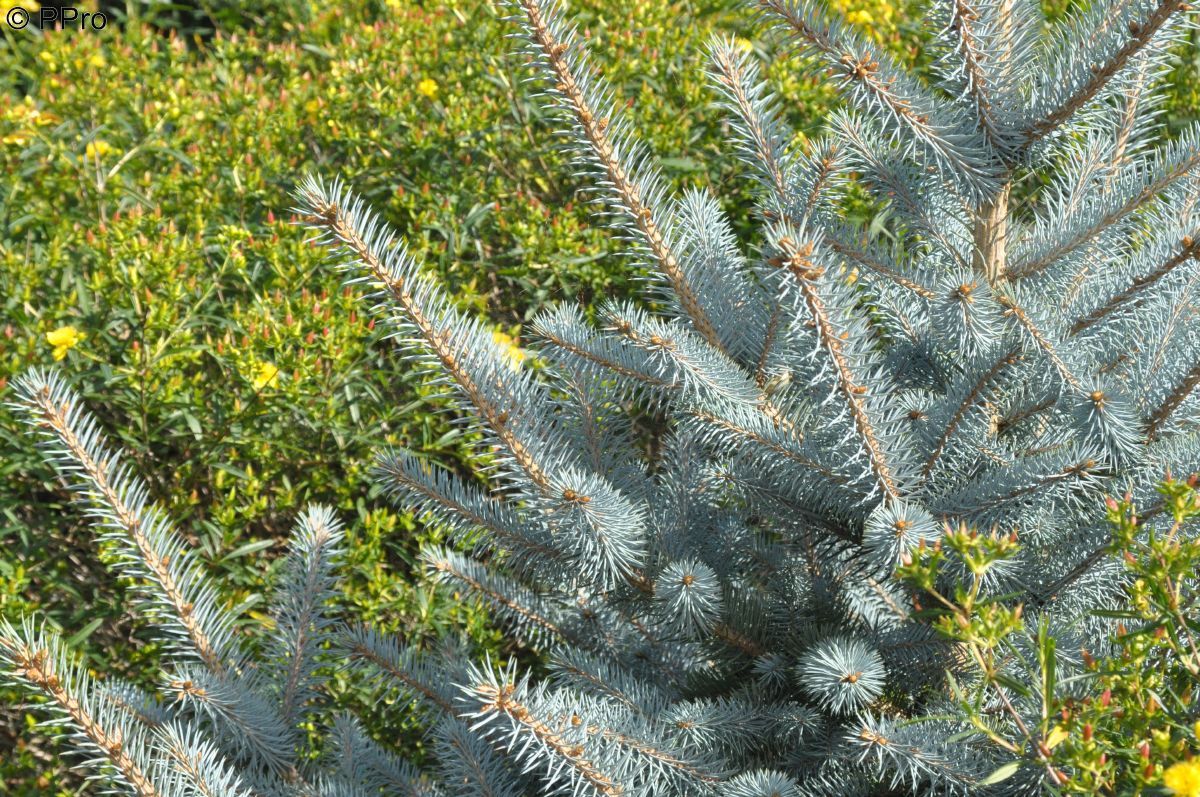 Blaufichte Edith