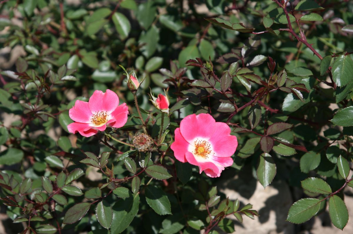 Schloss Heidegg® Strauchrose (anspruchslos)