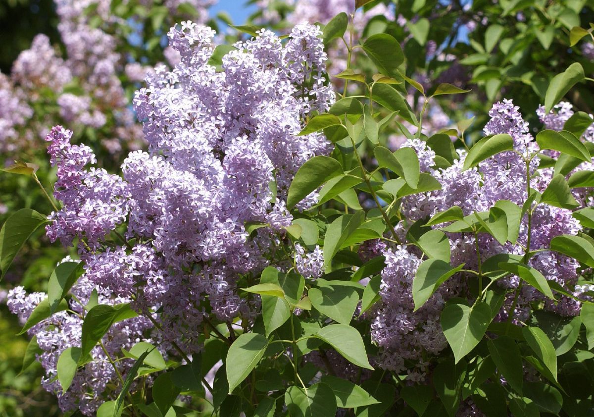 Bauernflieder Bauernflieder