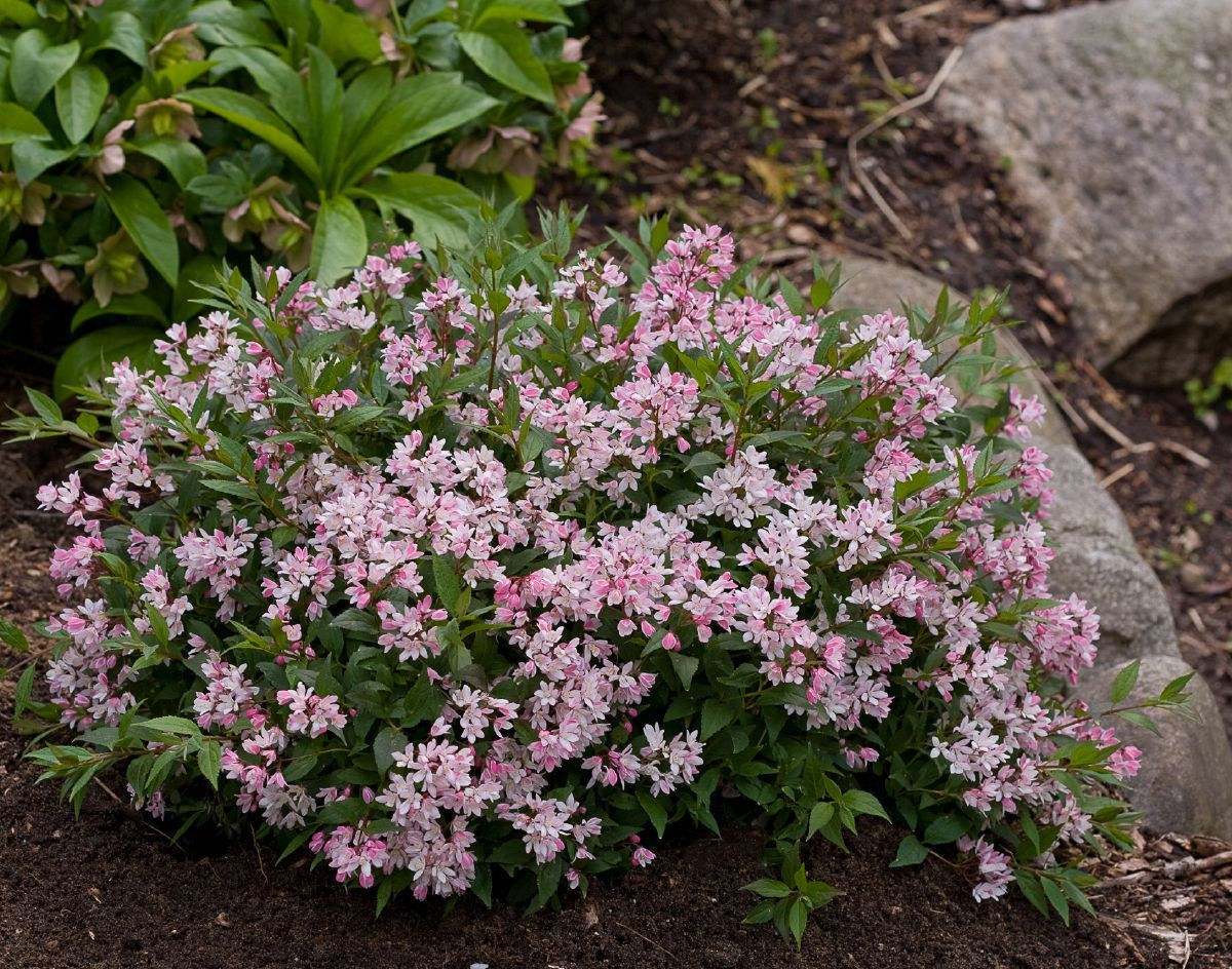 Zwergsternstrauch Yuki Cherry Blossom® Zwergsternstrauch Yuki Cherry Blossom®