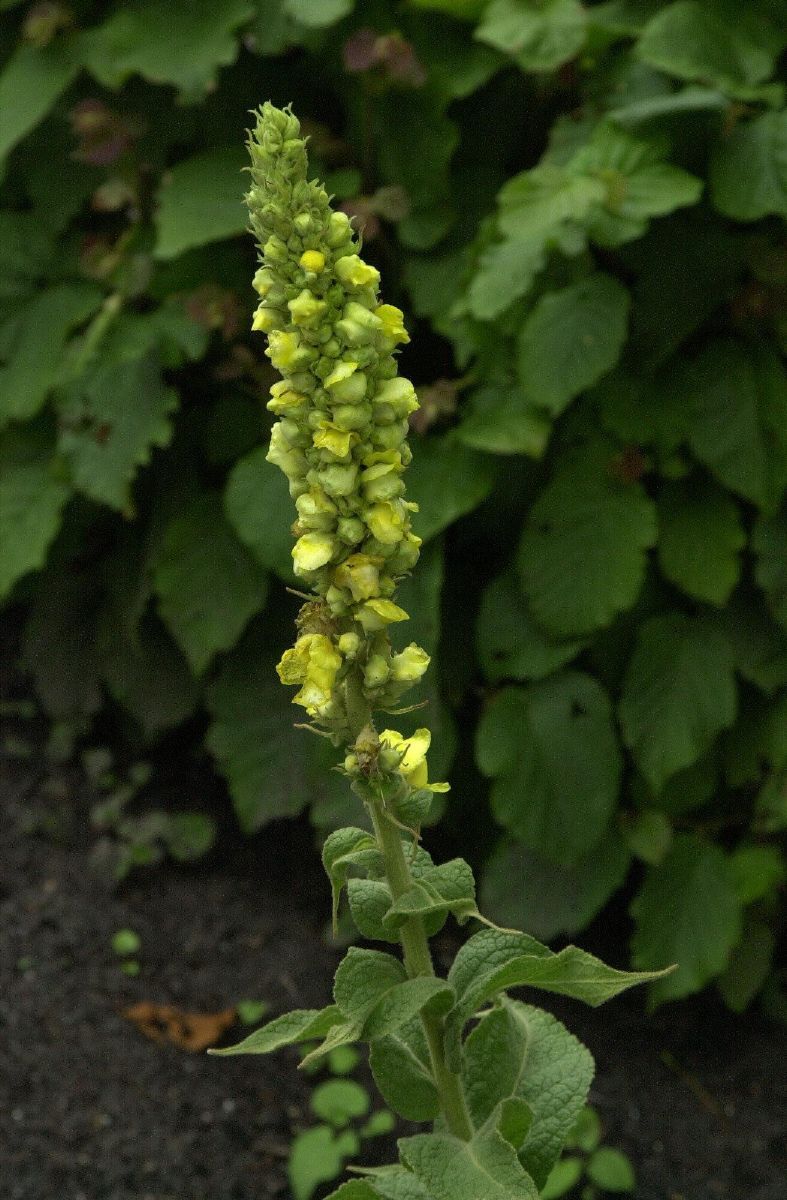 Kleinblütige Königskerze