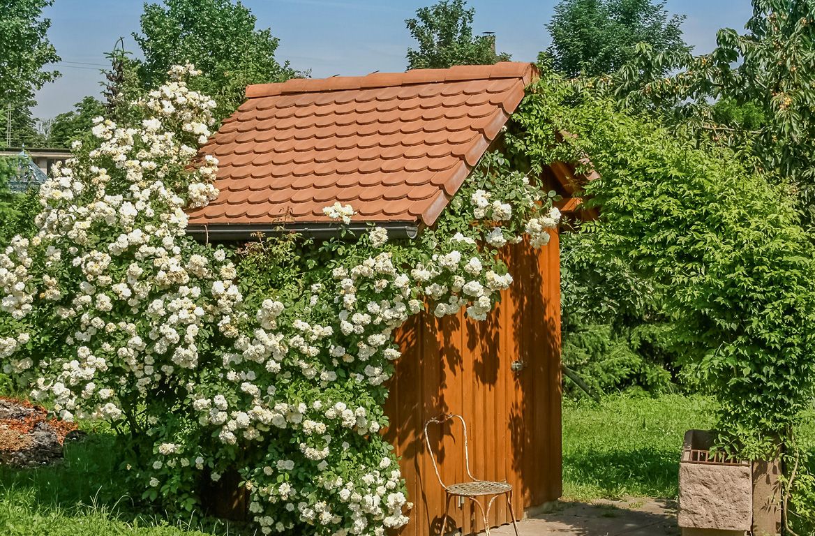 New Dawn Kletterrose (anspruchslos, leichter Duft)