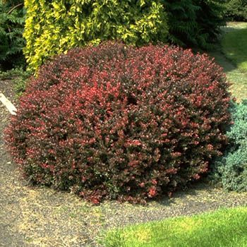 Rotblättrige Zwergberberitze Atropurpurea Nana Rotblättrige Zwergberberitze Atropurpurea Nana
