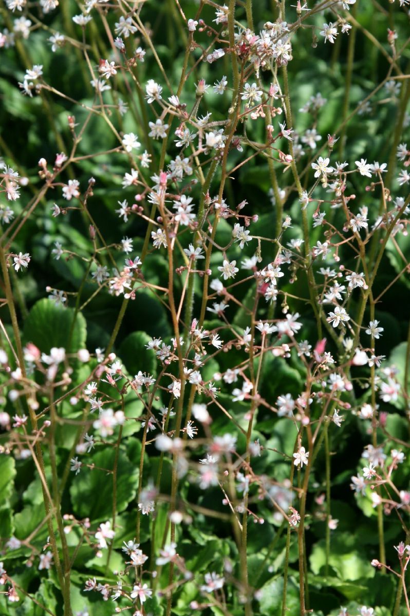 Schattensteinbrech Schattensteinbrech