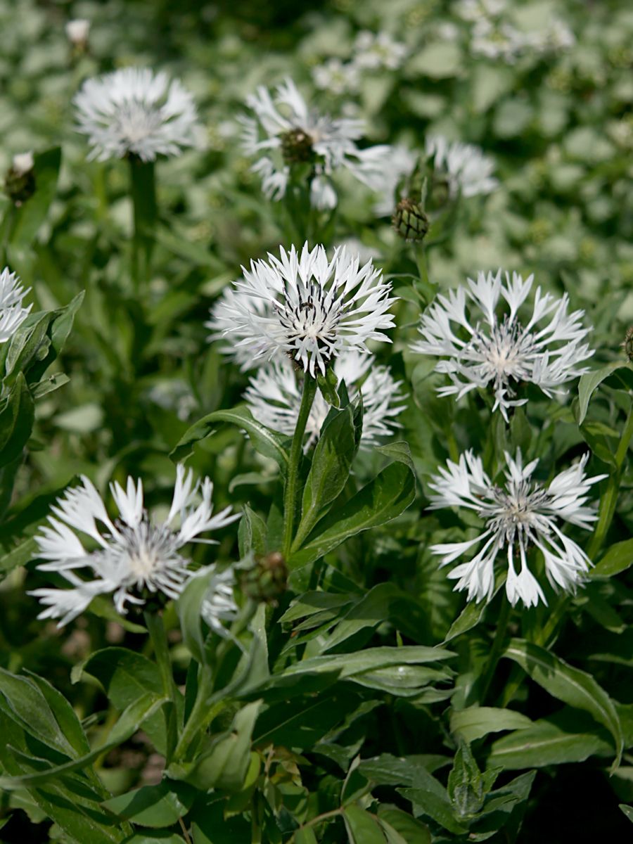 Weisse Bergflockenblume Alba